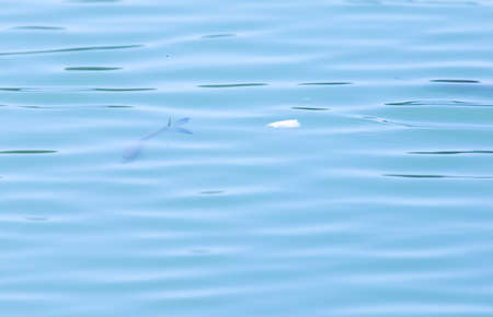 background water on the lake
