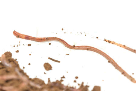 A huge number of earthworms for fishing, isolated on white backgroundの写真素材