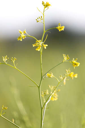Bright field, background of spring wild grass