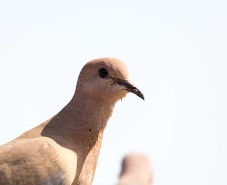 Photo of the bird-pigeon sitting on the fenceの写真素材