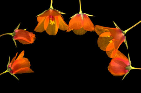 a row of small flowers on a black backgroundの写真素材