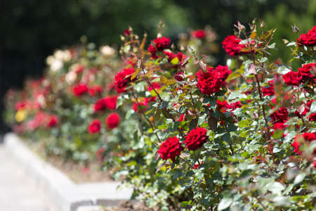 Roses bush on garden landscapeの写真素材