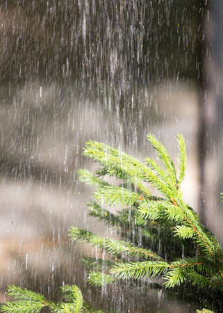 heavy rain, pine with morning dew on a branchの写真素材