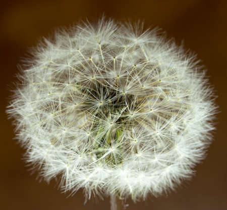 Dandelion with seed macro on a brown background