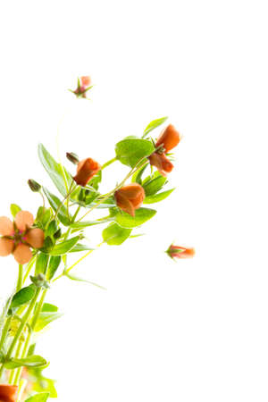 little flower isolated on white backgroundの写真素材