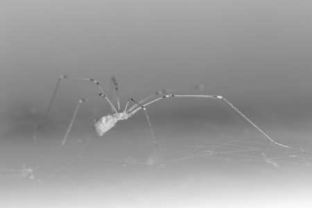 Spider on spider web