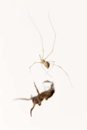 Spider on spider webの写真素材