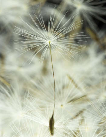 Dandelion with macro seeds on a black backgroundの写真素材