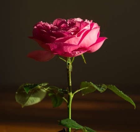 photo of a pink flower on a dark background during sunsetの写真素材