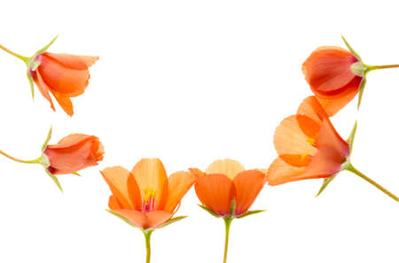 little flower isolated on white background
