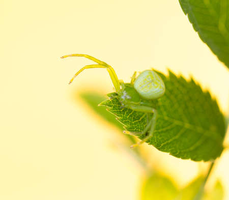 a green spider sits on leavesの写真素材