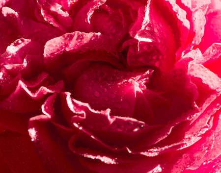 Beautiful gold photograph of a flower of roses against the background of drops of water during sunsetの写真素材