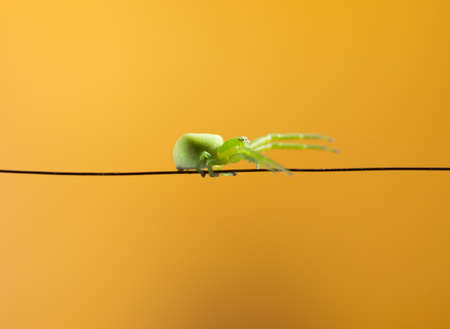 green spider goes to the copper wire on a yellow backgroundの写真素材