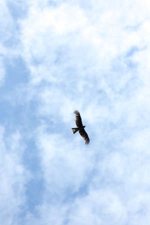 Falcon in flight over natural blue sky background