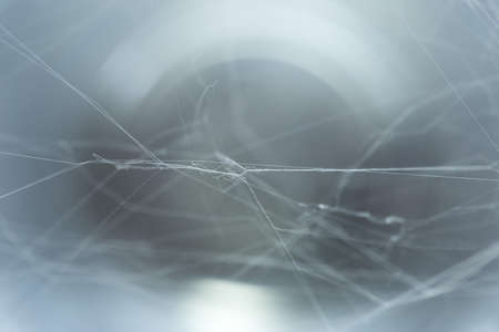 spider web texture backgroundの写真素材
