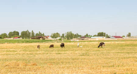 cattle in the field