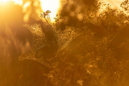 soft sunlight, lights the grass at sunsetの写真素材