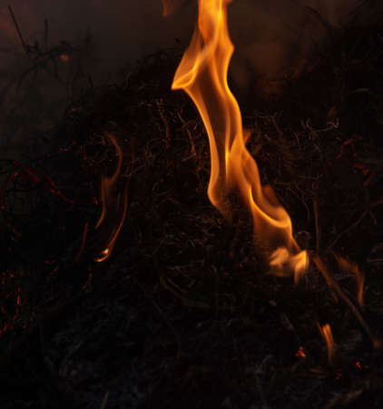 fire, burn a bunch of dry grass