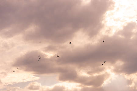 A flock of raven birds on a sky during sunset