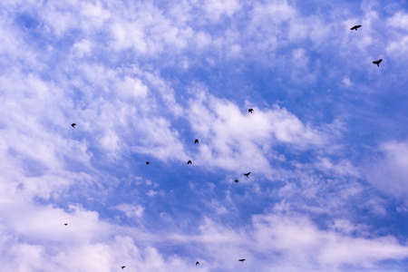A flock of raven birds on a blue skyの写真素材