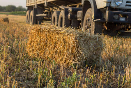 Bales of straw on a fieldの写真素材