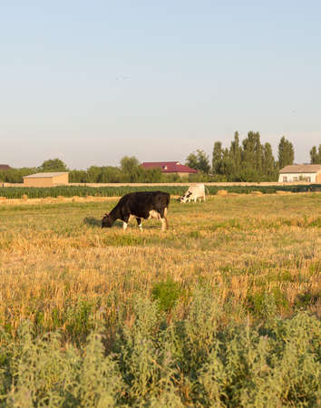 A black and white cow on the fieldの写真素材