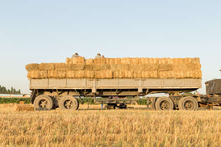 Straw bales on the field, loading on transportの写真素材