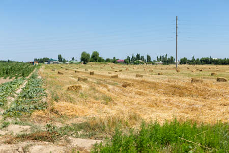 Bales of straw on a field