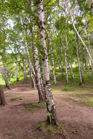 Summer birch forestsの写真素材