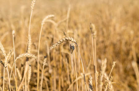 beautiful wheat fieldsの写真素材
