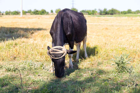 cattle in the field