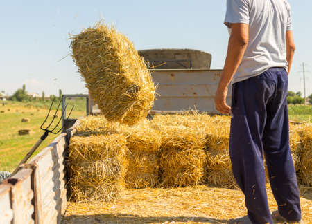 Straw on the field, people pick bales on the truckの写真素材