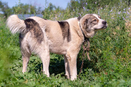 Central Asian Shepherd Dog