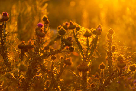 Branch with seeds on grass in natureの写真素材