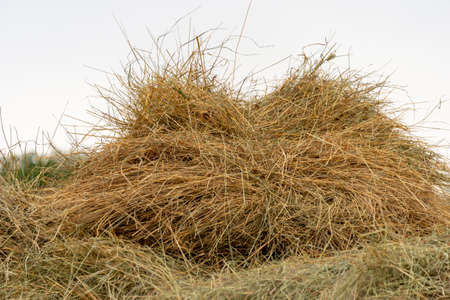 a pile of dry grass lies in the open air gardenの写真素材