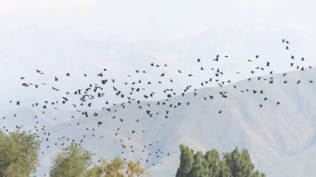 A tree and a hill with a lot of crows sitting and flying on it