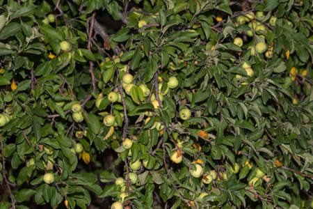 apples on the tree, photographed at night