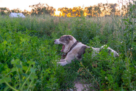 Central Asian Shepherd Dogの写真素材