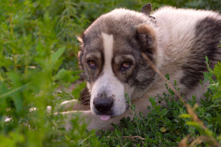 Central Asian Shepherd Dog