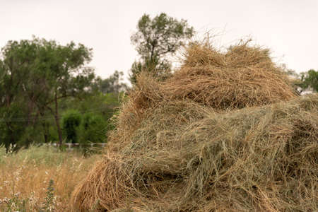 a pile of dry grass lies in the open air gardenの写真素材