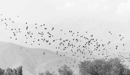 A tree and a hill with a lot of crows sitting and flying on itの写真素材