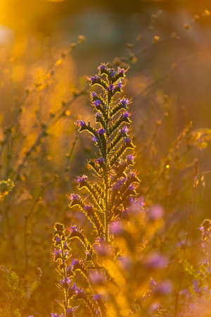 Branch with seeds on grass in natureの写真素材