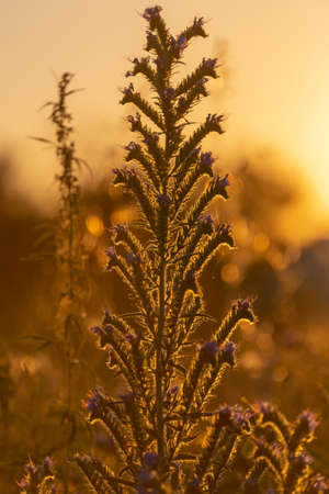 Branch with seeds on grass in natureの写真素材