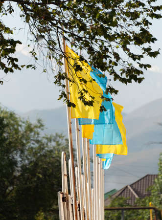 beautiful yellow flag