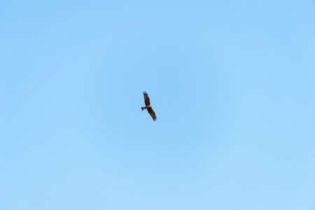 a lot of bird kite in the sky over the fields