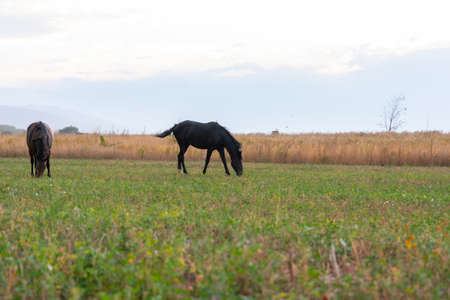 herd of horses on pastureの写真素材