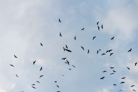 a lot of bird kite in the sky over the fieldsの写真素材