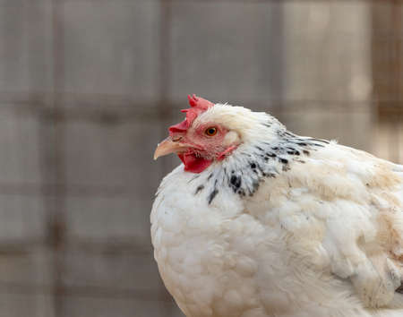 chickens in the yard