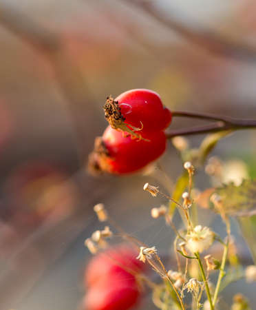 briar tree at sunsetの写真素材