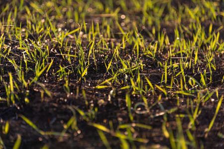 growing grass after a field fire